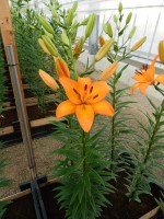 [4082 Benfica VZ No01.JPG]